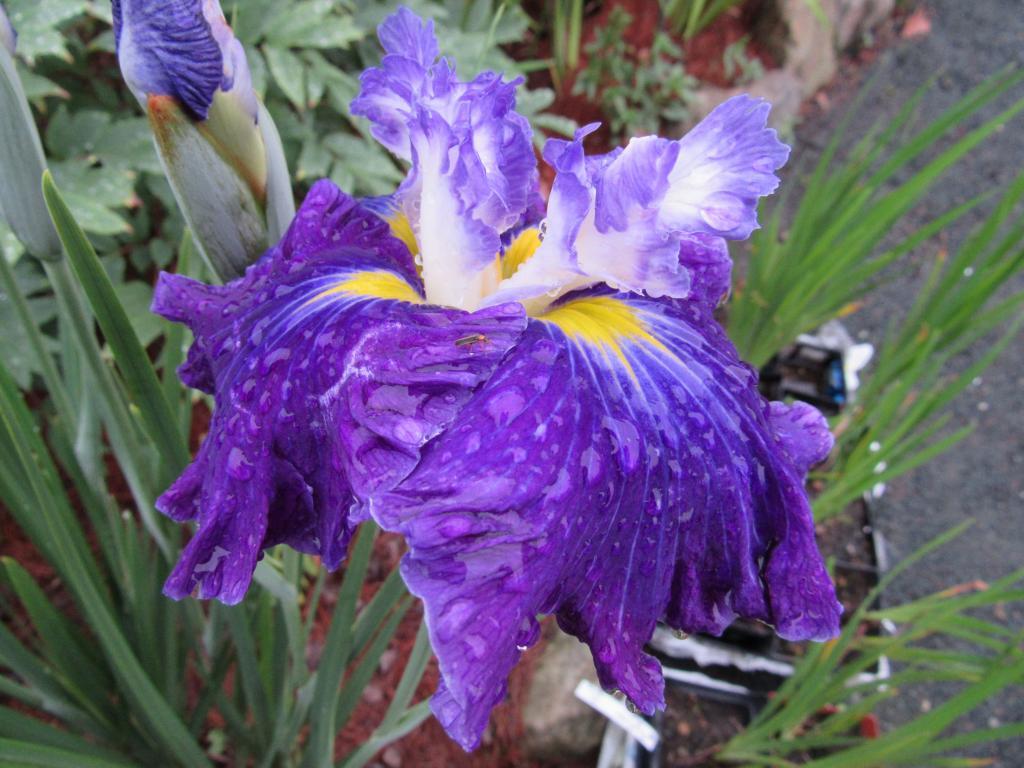 Frosted Intrigue | Harbour Breezes Daylilies and Japanese Iris at